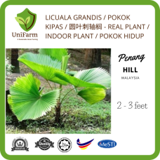 LICUALA GRANDIS / POKOK KIPAS / 圆叶刺轴榈 - REAL PLANT / INDOOR PLANT / POKOK HIDUP